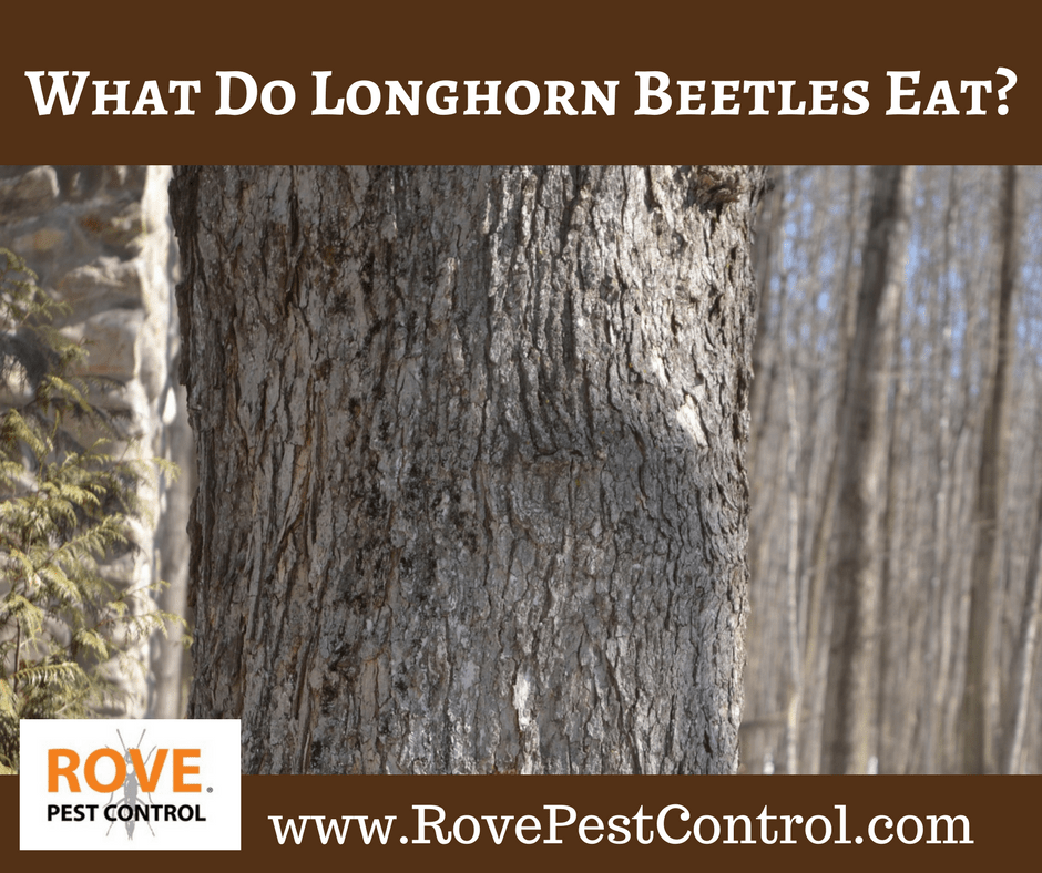 What Do Longhorn Beetles Eat Rove Pest Control