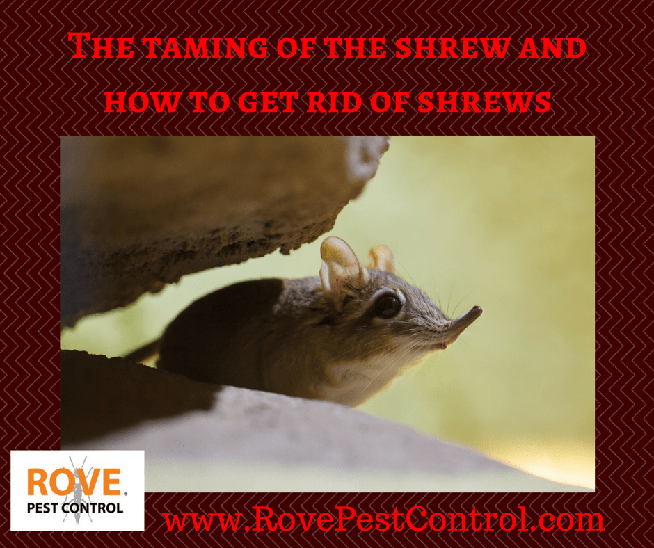 The taming of the shrew and how to get rid of shrews ...