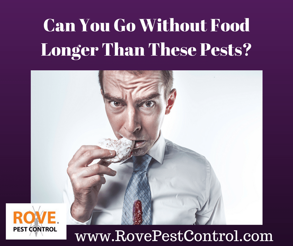 Can You Go Without Food Longer Than These Pests Rove Pest Control 3132