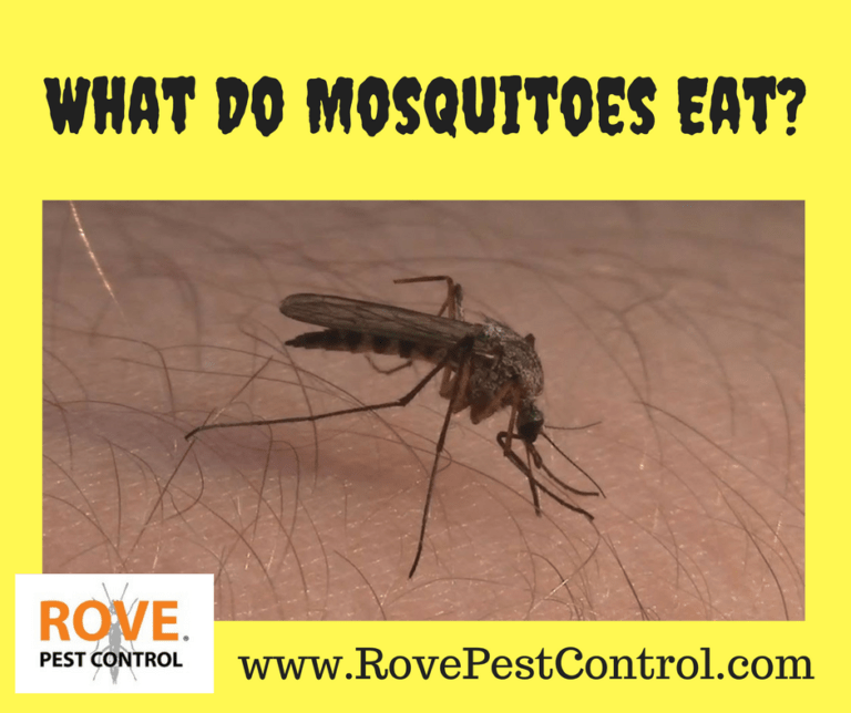 What do mosquitoes eat? - Rove Pest Control