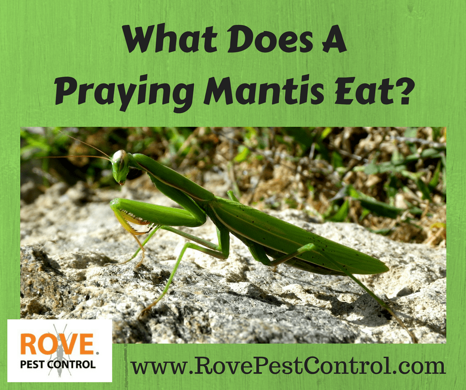 do praying mantis eat ants