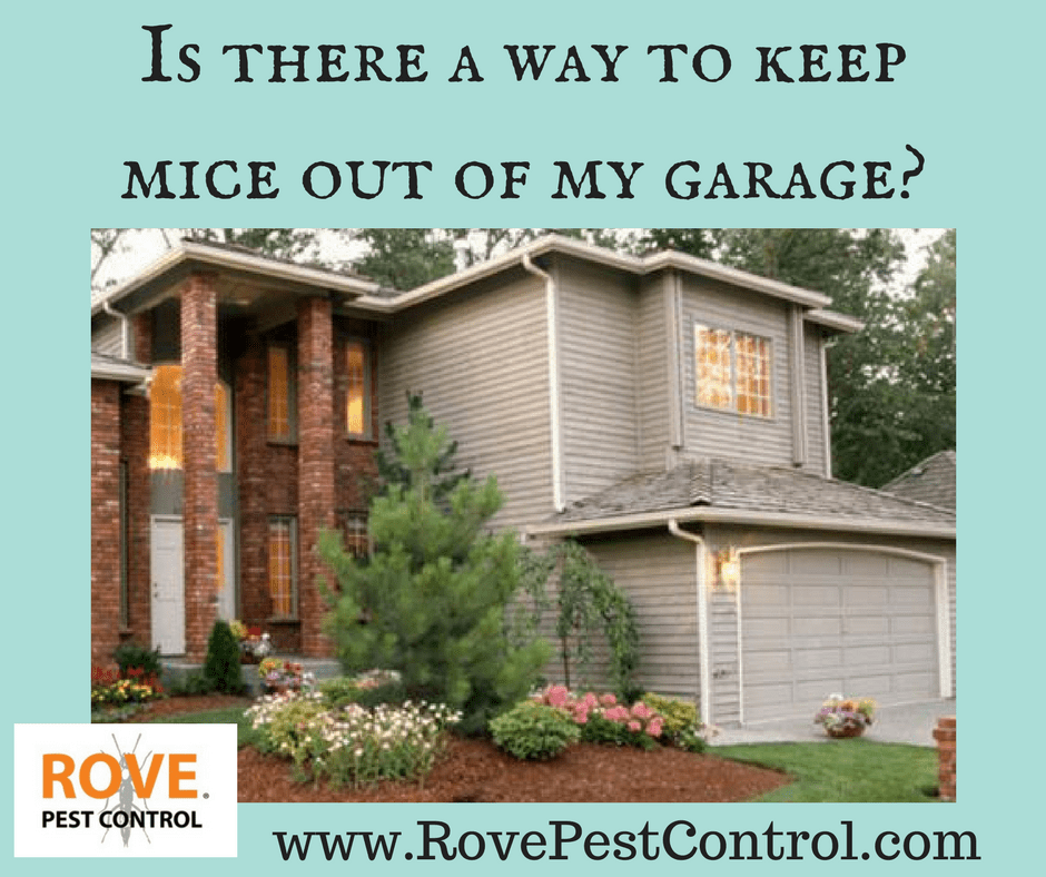 garage mice keep way why rodents