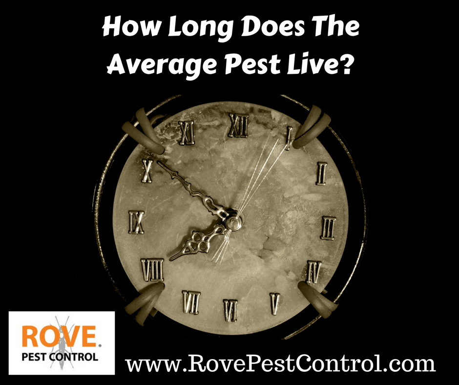 How long does the average pest live? - Rove Pest Control