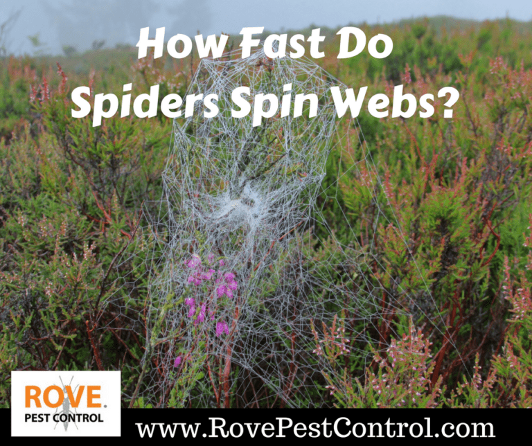 How Fast Do Spiders Spin Webs Rove Pest Control