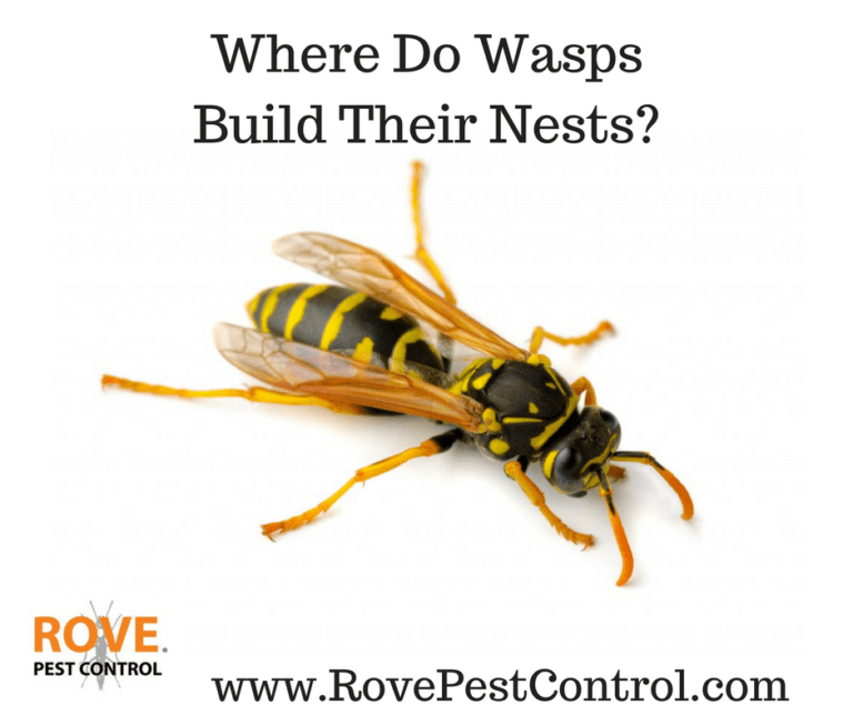 Where Do Wasps Build Their Nests Rove Pest Control 4506