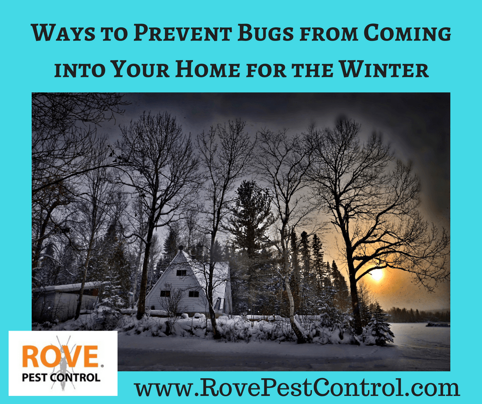 How To Prevent Bugs From Coming Into Your House