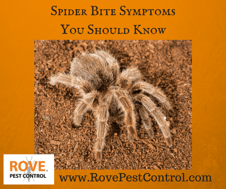 Do Spider Bites Itch Rove Pest Control