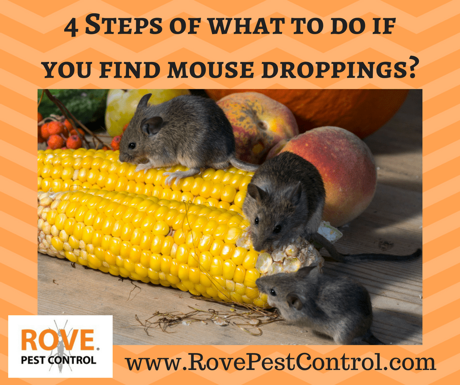 house mouse droppings
