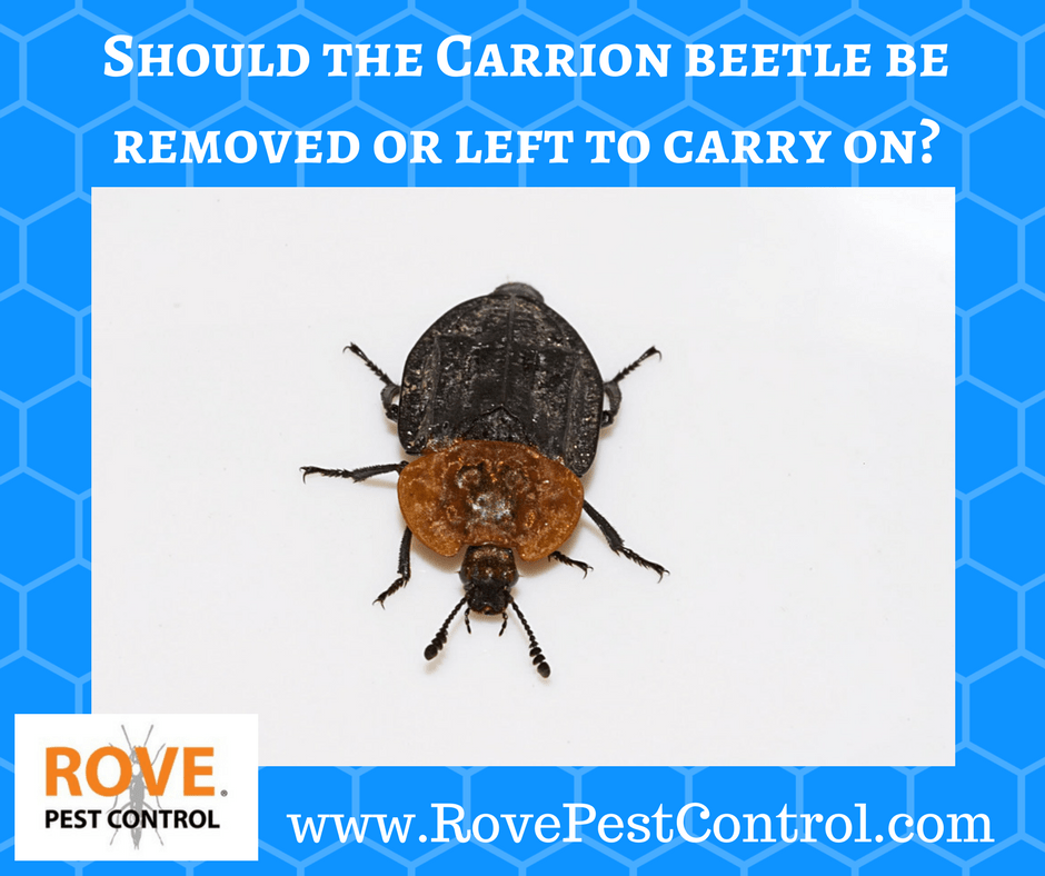 should-the-carrion-beetle-be-removed-or-left-to-carry-on-rove-pest