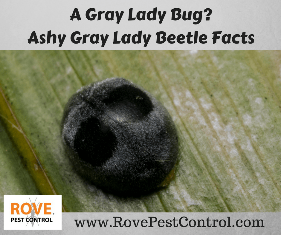 gray ladybugs