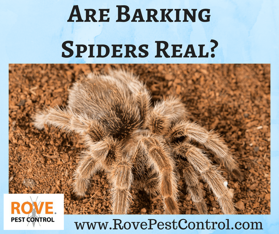 are-barking-spiders-real-rove-pest-control