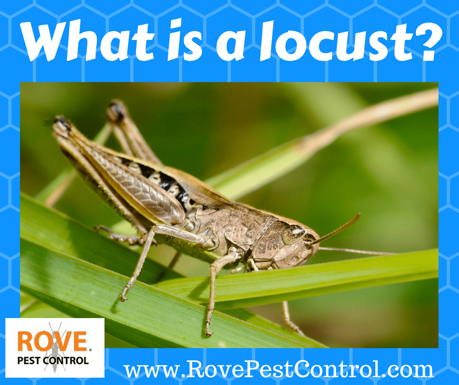 What is a locust? - Rove Pest Control