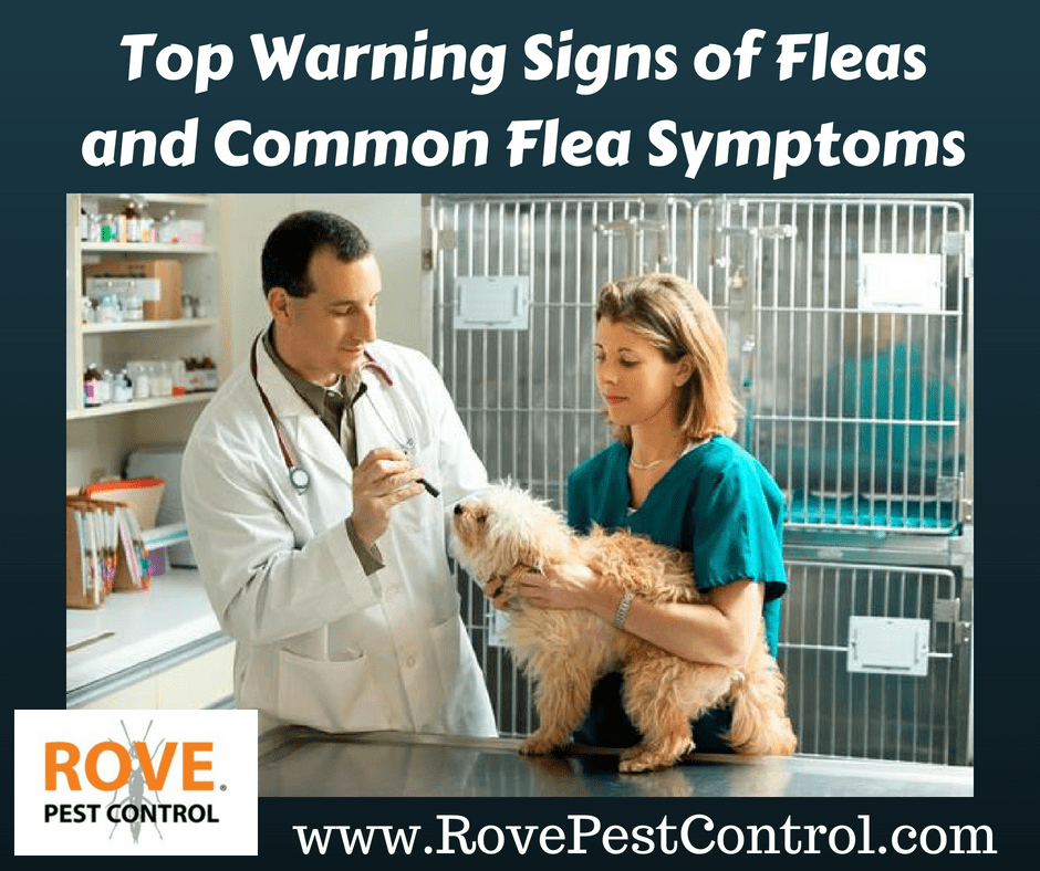 Top 6 Warning Signs of Fleas and Common Flea Symptoms - Rove Pest Control