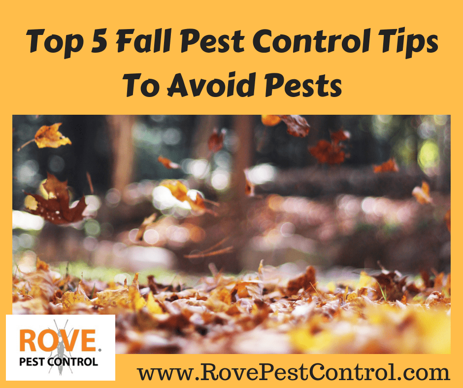 Top 5 Fall Pest Control Tips To Avoid Pests Rove Pest Control