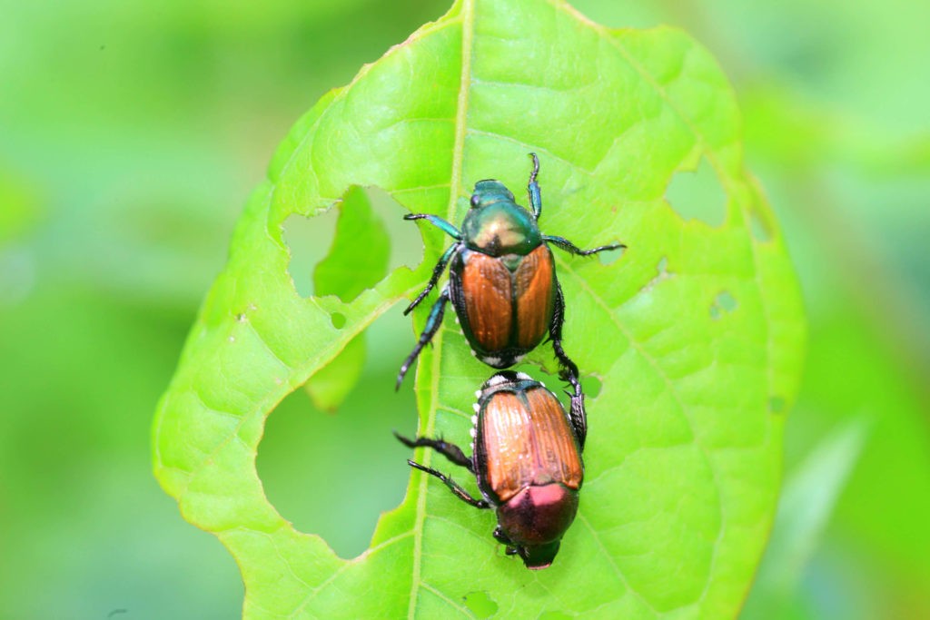 what-does-japanese-beetle-damage-look-like-rove-pest-control