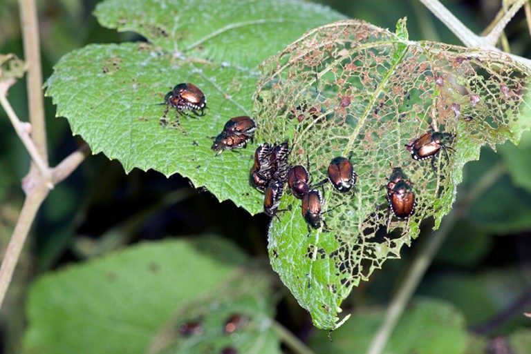 What does Japanese beetle damage look like | Rove Pest Control