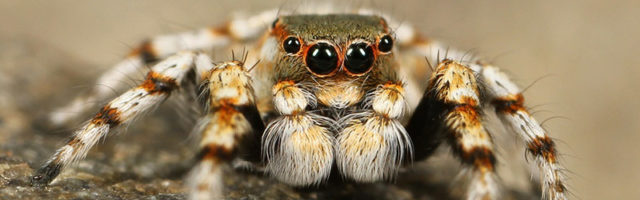 How Many Eyes Do Spiders Have Rove Pest Control