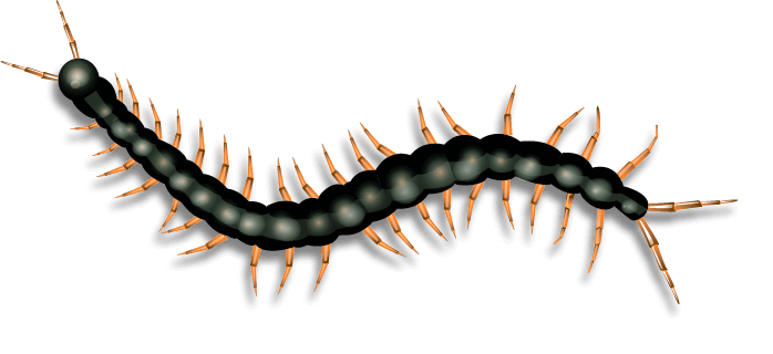 Centipede Extermination in Minnesota | Rove Pest Control