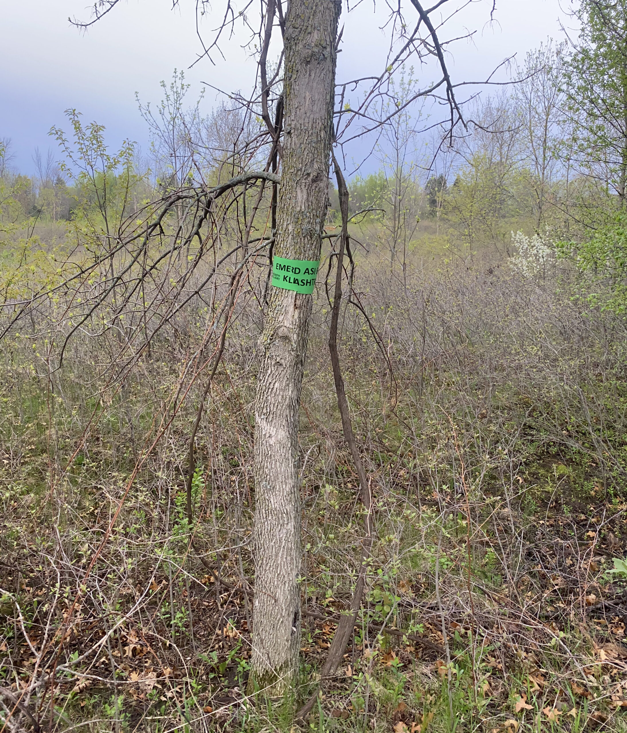 Top 5 things you need to know about Emerald Ash Borer - Rove Pest Control